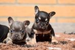 ❤️Franse bulldog pups prachtige tricolors ❤️, 8 tot 15 weken, Bulldog, Meerdere, Meerdere dieren