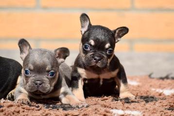 ❤️Franse bulldog pups prachtige tricolors ❤️ beschikbaar voor biedingen