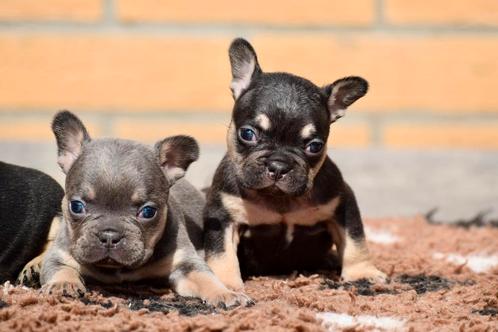❤️Franse bulldog pups prachtige tricolors ❤️, Dieren en Toebehoren, Honden | Bulldogs, Pinschers en Molossers, Meerdere dieren