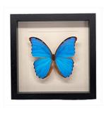 Morpho Didius in lijst 25x25 cm