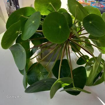 Pannekoek plant beschikbaar voor biedingen