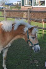 Haflinger hengst veulen, Dieren en Toebehoren, Minder dan 160 cm, Met stamboom, Niet van toepassing, 0 tot 2 jaar