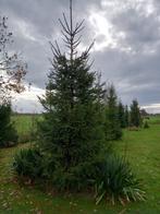 3 Grote Kerstbomen Fijnsparren, Tuin en Terras, Planten | Bomen, Ophalen, Volle zon, Overige soorten, 400 cm of meer
