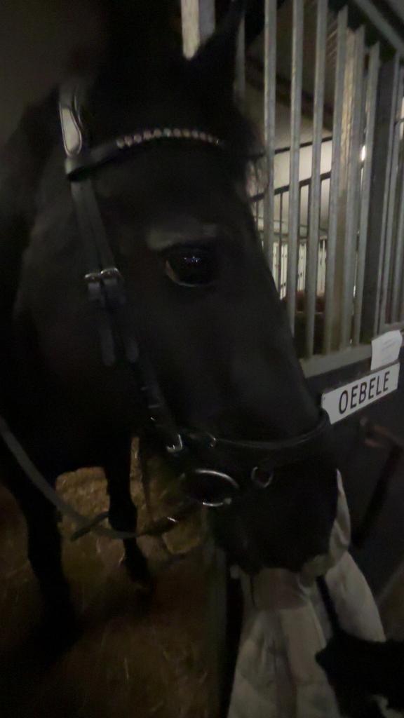 Verzorgster/bijrijdster aangeboden omgeving voorschoten, Dieren en Toebehoren, Paarden en Pony's | Hoofdstellen en Tuigage, Gebruikt