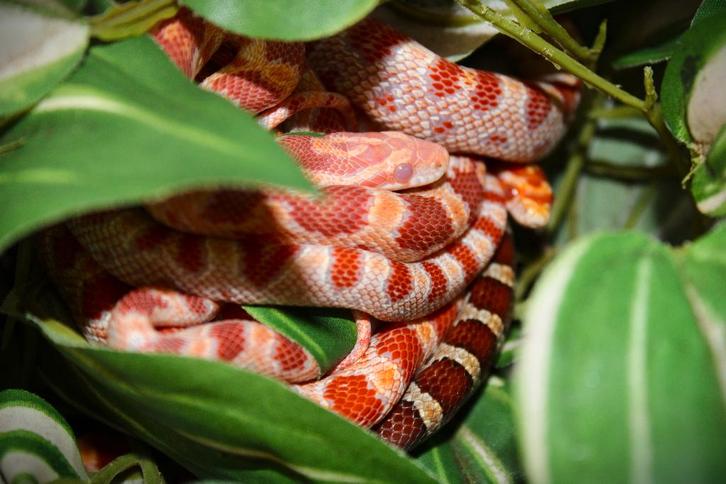 pantherophis guttatus, rattenslang, Dieren en Toebehoren, Reptielen en Amfibieën, Slang, 0 tot 2 jaar, Tam