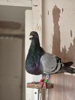 Te koop koppel jiennense, Dieren en Toebehoren, Meerdere dieren
