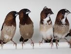 Japanse Meeuwen bont buitenvogels geslachten onbekend, Meerdere dieren