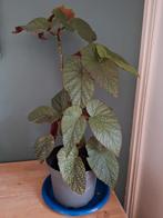 Begonia met stippelblad., Ophalen, Halfschaduw, Minder dan 100 cm