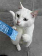 Turkse van kater, Dieren en Toebehoren, Kater