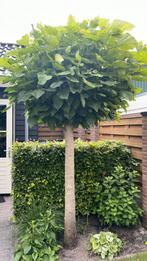 Catalpa bomen, Tuin en Terras, Ophalen, Volle zon, Overige soorten