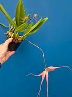 Orchidee Bulbophyllum Elizabeth Ann p12 (7)