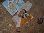 Boerderij kittens, Dieren en Toebehoren, Katten en Kittens | Raskatten | Korthaar, Meerdere dieren, 0 tot 2 jaar