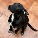 ACE: Cleo is een zwarte parel!, Particulier, Rabiës (hondsdolheid), 8 tot 15 weken, Buitenland