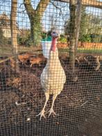 Kalkoen, Dieren en Toebehoren, Pluimvee