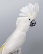 gezocht witkuif kaketoe, Dieren en Toebehoren, Vogels | Parkieten en Papegaaien, Meerdere dieren, Papegaai