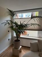 Kentiapalm kamerplant te koop, Huis en Inrichting, Kamerplanten, Ophalen, Halfschaduw, Minder dan 100 cm