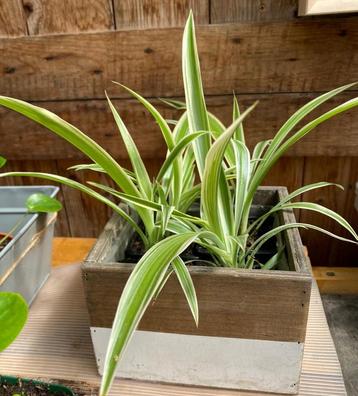 Graslelies/Spinnenplant (Chlorophytum comosum): eigen Kweek! beschikbaar voor biedingen