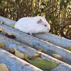 Superknap wit cavia beertje, pas enkele weekjes jong!, Cavia, Mannelijk, Tam, Oktober