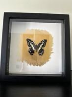 Schilderij met echte vlinder, Minder dan 50 cm, Nieuw, Minder dan 50 cm, Hout