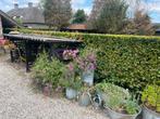 Stalenplanten bakken, Tuin en Terras, Ophalen of Verzenden, Gebruikt, Minder dan 60 cm