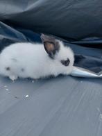 Te koop jonge tamme dwerg konijntjes, Meerdere dieren, Dwerg
