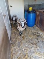 2 Bonte dekrammen, Dieren en Toebehoren, Schapen, Geiten en Varkens, Mannelijk, Schaap, 0 tot 2 jaar