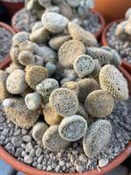 Cactus Opuntia Clavarioides Albispina 16 cm schaal, Ophalen of Verzenden, Minder dan 100 cm, Bloeiende kamerplant, Volle zon