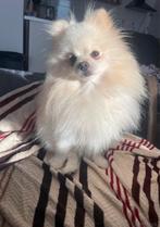 Pomeriaan reu, Keeshond, Reu, 1 tot 2 jaar, Parvo