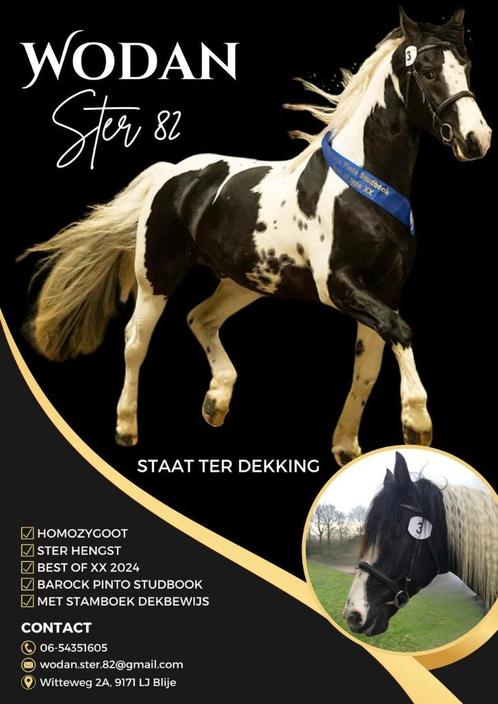 Wodan Ster 82 Barock Pinto homozygoot ter dekking, Dieren en Toebehoren, Paarden en Pony's | Dekhengsten en Fokmerries, Hengst