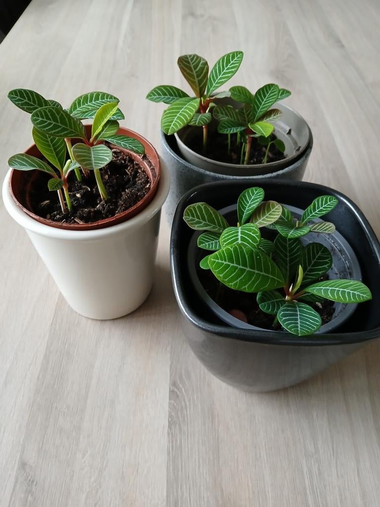 MadagascarJewell kamerplant .Ophalen .3 plantjes  per pot, Ophalen of Verzenden, Halfschaduw, Minder dan 100 cm