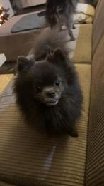 Dekreu Pomeriaan (antraciet kleur) beschikbaar, Parvo, Reu, Eén hond, 3 tot 5 jaar