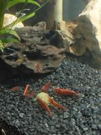 Garnaal Neocardina Rood (Bloody Mary), Dieren en Toebehoren, Vissen | Aquariumvissen, Kreeft, Krab of Garnaal, Zoetwatervis, Schoolvis