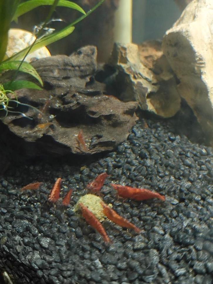 Garnaal Neocardina Rood (Bloody Mary), Dieren en Toebehoren, Vissen | Aquariumvissen, Zoetwatervis, Kreeft, Krab of Garnaal, Schoolvis