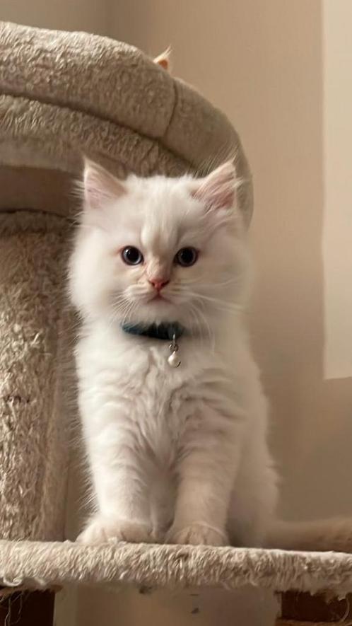 1 lieve kitten kater te koop, Dieren en Toebehoren, Katten en Kittens | Raskatten | Langhaar, Meerdere dieren, 0 tot 2 jaar