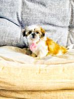 Belgische shih tzu pupjes te koop, Dieren en Toebehoren, Honden | Chihuahua's en Gezelschapshonden, CDV (hondenziekte), Meerdere