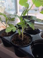 Groente tuin plantjes stekjes tomaat pompoen boerenkool, Ophalen, Volle zon, Groenteplanten, Eenjarig