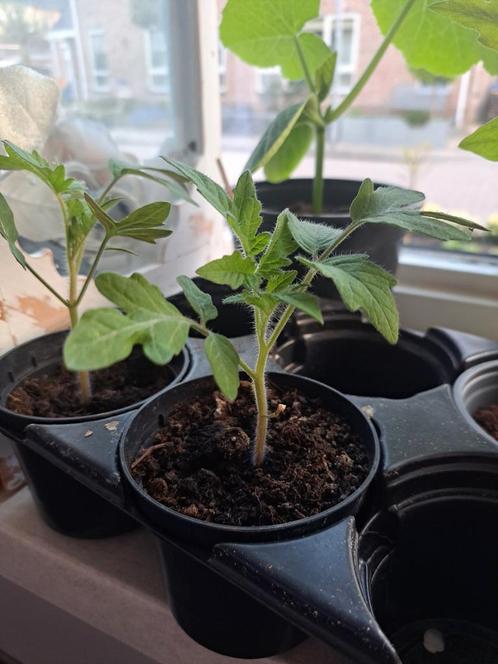 Groente tuin plantjes stekjes tomaat pompoen boerenkool, Tuin en Terras, Planten | Tuinplanten, Eenjarig, Groenteplanten, Volle zon