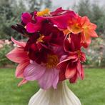 Dahlia mix - 15 zaden | dahlia variabilis, bio bloemzaden, Ophalen of Verzenden, Volle zon, Zaad