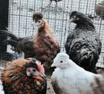 🌈🌈 Groenleggers / Olijfleggers / Kleurenleggers 🌈🌈, Dieren en Toebehoren, Geslacht onbekend, Kip