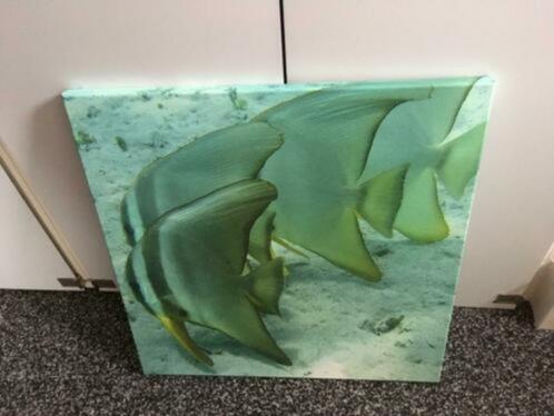 Canvas schilderij Fish 50x50 cm, Huis en Inrichting, Woonaccessoires | Schilderijen, Tekeningen en Foto's, Gebruikt, Schilderij
