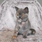 Brits korthaar kittens (poesjes) *mogen verhuizen*, Meerdere dieren, 0 tot 2 jaar, Gechipt