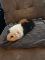 Lieve Us teddy cavia te koop, Cavia, Mannelijk, Tam, September