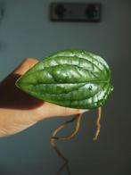 Monstera Peru plantje, Huis en Inrichting, Kamerplanten, Overige soorten, Minder dan 100 cm, Groene kamerplant, Halfschaduw