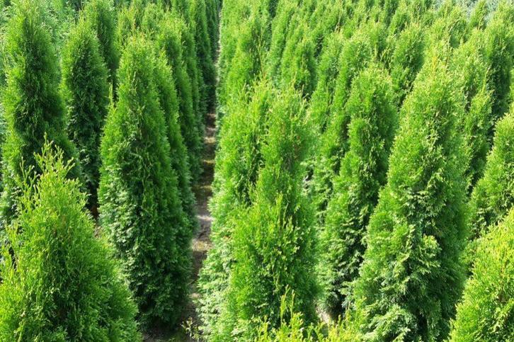 Thuja brabant coniferen, Tuin en Terras, Planten | Struiken en Hagen, Conifeer, 100 tot 250 cm, Ophalen of Verzenden
