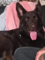 MET SPOED NIEUW BAASJE GEZOCHT, Dieren en Toebehoren, 6 jaar of ouder, Reu, CDV (hondenziekte), Eén hond