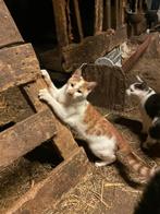 2 katers geboren mei25 rood, Dieren en Toebehoren, Katten en Kittens | Overige Katten, Kater