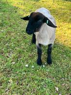 Suffolk schapen, lammeren, Dieren en Toebehoren, Meerdere dieren, Schaap, 0 tot 2 jaar