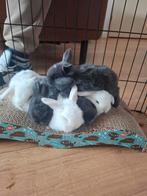 Hangoor konijtjes, Meerdere dieren, Hangoor