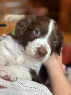 Lagotto Romagnolo × Bordercollie/Australian Shepherd pups, Dieren en Toebehoren, Rabiës (hondsdolheid), Overige rassen, 8 tot 15 weken