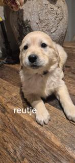 Raszuivere golden retriever pups, Dieren en Toebehoren, Honden | Retrievers, Spaniëls en Waterhonden, Golden retriever, Rabiës (hondsdolheid)
